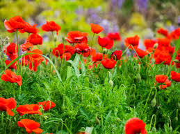 Image result for Poppy Red 1993 Town and Country