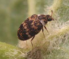 Thrips, la bête noire des estivants. Insectes De Nos Maisons