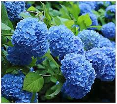 Cottage Farms 2 Piece Nikko Blue Hydrangea Qvc Com In 2020 Nikko Blue Hydrangea Hydrangea Flower Garden Plans
