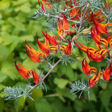 Image result for Lotus berthelotii