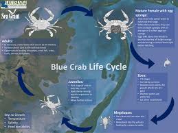 blue crab louisiana direct seafood