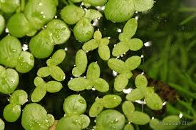 Image result for Lemna