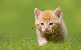 Check spelling or type a new query. Hd Wallpaper Kitten Hunting Insect Orange Tabby Kitten Blue Eyed Grass Ladybug Wallpaper Flare