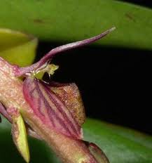 Image result for Bulbophyllum comatum