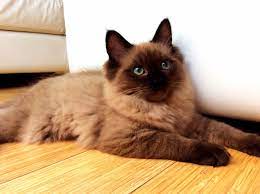 A ragdoll kitten should gain a pound per month until 12 months old. 8 15 15 Seal Point Mink Ragdoll Ragdoll Cat Cats Ragdoll