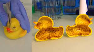 Kids will have fun mixing and matching the interchangeable halves, and parents won't have to worry about potential health hazards. Rubber Ducky Bath Toys Contain Bacteria And Mold Study Finds Inside Edition