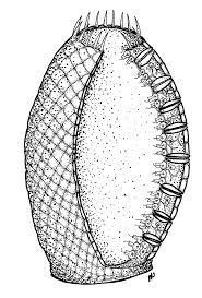 Place the sample on a microscope slide, and a few drops of water and cover it with a coverslip. Http Www Natureboy Com 3454 Labexercise2 Pdf