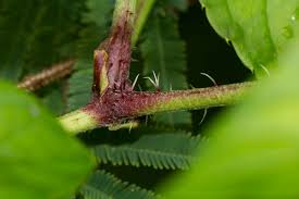 Image result for Cyphostemma kirkianum