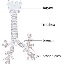 Circulation And Respiration Circulatory And Respiratory