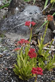 Image result for Crassula alba