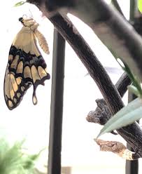 Finally, after a couple of weeks.the beautiful black swallowtail butterfly emerges!! Isabel Anaya On Twitter The Giant Swallowtail Butterfly Showed Its Beauty To Us Early Sunday Morning We Were Able To See It Emerging From Its Chrysalis Naturesbeauty Wildlife Lovenature Https T Co O1nqusukgq