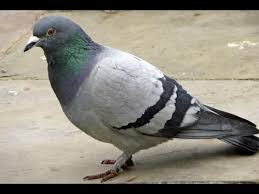 Image result for चिड़िया दाना खाती