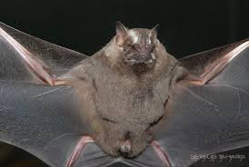 Image result for Afrocanthium burttii