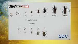 Are Kissing Bugs A Concerning Threat In Michiana