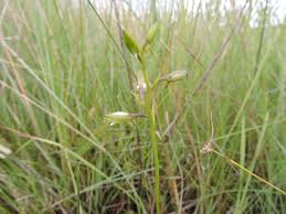 Image result for Eulophia hians