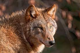 Wolf In Periyar Wildlife Sanctuary India Red Wolf Animals Wildlife