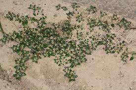 Image result for Guilleminea densa