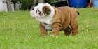 Sugar Plum Bulldogs | Home of the Smaller AKC English ...