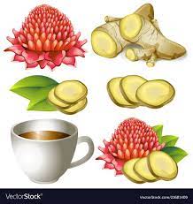 Set Of Ginger Root With Flower And Teacup Vector Image On Vectorstock Torch Ginger Flower Tea Cups Ginger