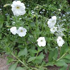 Image result for Petunia axillaris