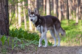 Mika the alaskan klee kai! Alaskan Klee Kai The Alaskan Klee Kai Is A Spitz Type Bree Flickr