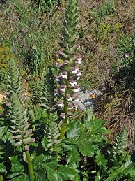 Image result for Sclerochiton hirsutus