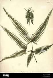 Image result for Gleichenia elongata