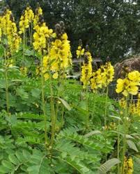 Image result for Senna didymobotrya