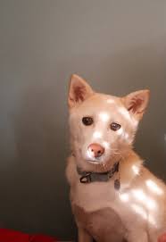 Lost dog found in Greenfield MA