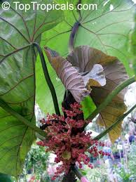 Image result for Macaranga mellifera