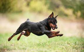 cvergpincher doberman shenki mini pincher porody shenkov