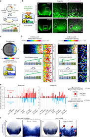 Wrote a review online, and i don't see it here. Cell Competition Corrects Noisy Wnt Morphogen Gradients To Achieve Robust Patterning In The Zebrafish Embryo Nature Communications
