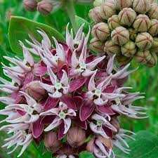 Image result for Asclepias palustris