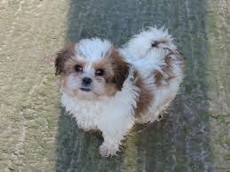 Pets and animals fredericksbg 150 $ view pictures. Shih Tzu Poodle Toy Novocom Top