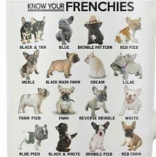 Know Your Frenchies But Mine Is White With Little Black