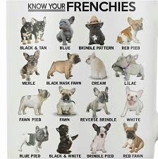 know your frenchies but mine is white with little black