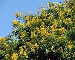 Image result for Caesalpinia ferrea