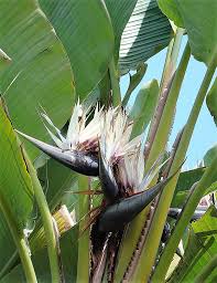 Image result for Strelitzia nicolai