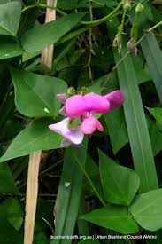 Image result for Dolichos