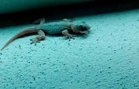 Arti dan tafsiran mimpi melihat cicak itu sebuah pertanda didalam mimpi terkadang seseorang akan mengalami defresi dalam bidang psikologi karena mimpi akan membuat malapetaka. Lima Tafsiran Berbeda Tentang Arti Mimpi Kejatuhan Cicak Akan Ada Yang Dapat Musibah