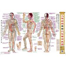 Us 10 5 Humans Dangerous Acupuncture Points Warning Chart For Traditional Chinese Medicine Doctors Chinese Edition In Flip Chart From Office