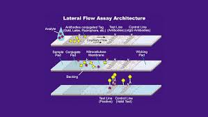 Wer die ersten schritte etwa in den wiener teststraßen hinter sich gebracht hat, bekommt die testkassette in die hand gedrückt, muss diese unter eine wärmelampe legen und auf das testergebnis. How The Sars Cov 2 Eua Antigen Tests Work