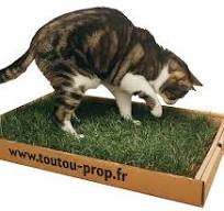 Toutou Prop' Tapis de Jeu en Gazon Naturel pour Chat - Herbe ...