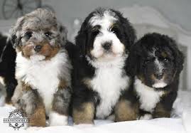 Find the best bernedoodles puppies for sale at prairie hill puppies! Mini Bernedoodle Puppies Mini Bernedoodle Breeder