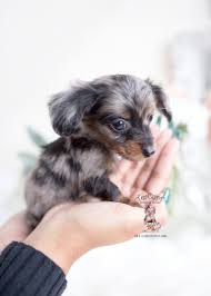 Find your new family member today, and discover the puppyspot difference. Miniature Mini Dachshund Puppies For Sale By Teacups Puppies Boutique Teacup Puppies Boutique
