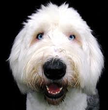 White german shepherd puppies with blue eyes for sale zoe fans blog. 19 Dog Breeds With Blue Eyes Huskies Weirmaraners And More