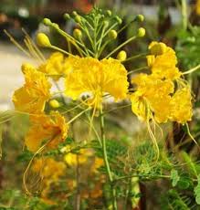 Image result for Caesalpinia