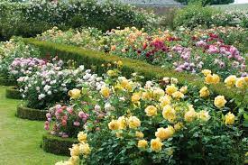 Back gardens outdoor gardens starting a vegetable garden vegetable gardening landscape curbing sloped garden purple garden garden borders garden soil. 12 Tips For Designing Beautiful Rose Beds Hgtv