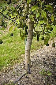 Find images of avocado tree. Pin On Mini Fruit Trees