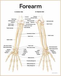 In anatomy, an arm is one of the upper limbs of an animal. Skeletal System Anatomy And Physiology Nurseslabs